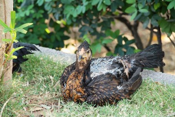 Fighting cock with the nature in garden