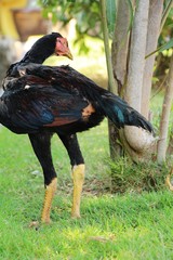 Fighting cock with the nature in garden