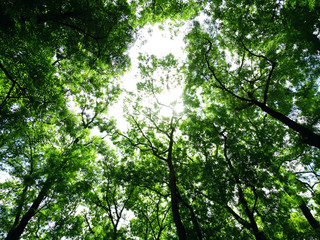Fototapeta na wymiar Green Trees in a Forest View from Below