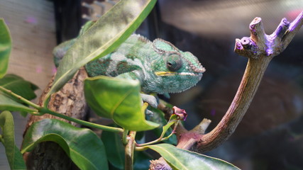 chameleon