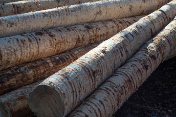 Fototapeta premium Gefällte Baumstämme