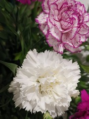 Carnation