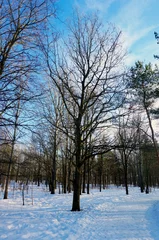 Foto auf Leinwand winter deciduous trees © Elmira