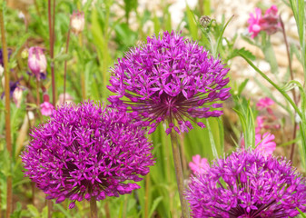 Beautiful and vibrantly colorful Flower Portraits and interesting and unusual gardens.