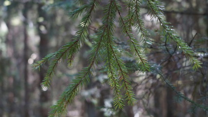 branch of a tree