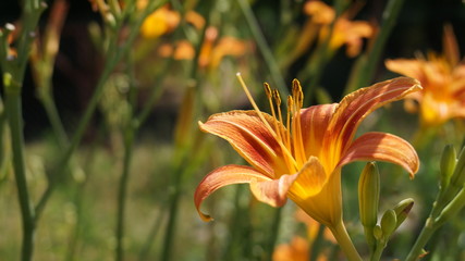 orange lily in garden