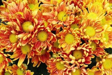 Chrysanthemums flower is beautiful in the garden