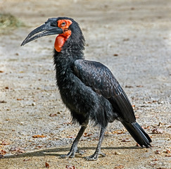 Southern ground hornbill. Latin name - Bucorvus leadbeateri