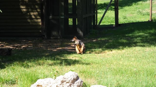 The swamp wallaby Wallabia bicolor is a small macropod marsupial of eastern Australia.This is also commonly known as the black with other names including black-tailed. Camberra, Mulligans nature