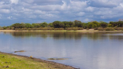 Fototapeta premium Kenya. Crocodile in Masai Mara park