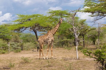 Fototapeta premium Tanzania. Giraffe in Selous park