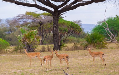 Tanzania. Antelopes impala in Mikumi park
