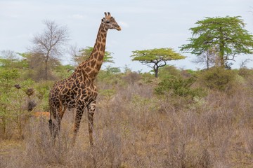 Tanzania. Giraffe in Selous park