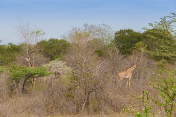 Naklejka na ściany i meble Tanzania. Giraffe in Selous park