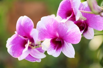 Fototapeta na wymiar Orchid flower is beautiful in the garden