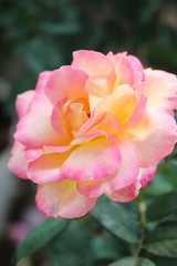 Fototapeta na wymiar Beautiful roses is blooming in the garden