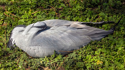 Demoiselle crane. Latin name - Grus virgo	
