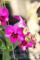 Orchid flower is beautiful in the garden