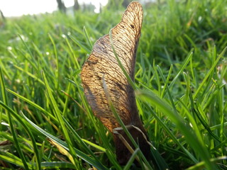 maple seed in the green grass from close 