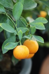Ripe orange fruit hangs on the tre