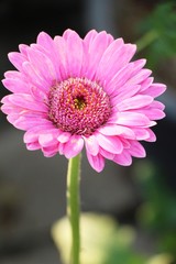 Fototapeta premium Gerbera flowers is beauty in the garden
