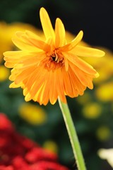 Gerbera flowers is beauty in the garden