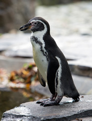 Fototapeta premium Humboldt Penguin on the rock