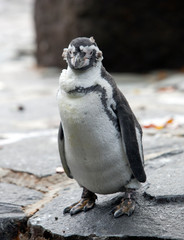 Humboldt Penguin on the rock