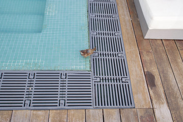 P8081080 sunrise sparrow drinking