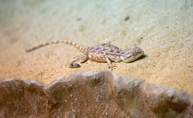 lizard on sand