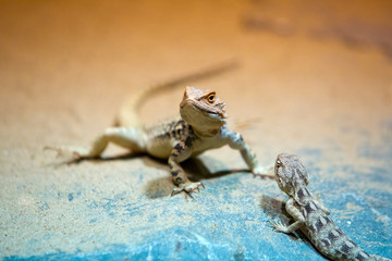 two lizards on sand