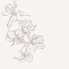 Sketch Floral Botany Collection. Magnolia flower drawings. Black and white with line art on white backgrounds. Hand Drawn Botanical Illustrations. - obrazy, fototapety, plakaty