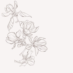 Sketch Floral Botany Collection. Magnolia flower drawings. Black and white with line art on white backgrounds. Hand Drawn Botanical Illustrations.