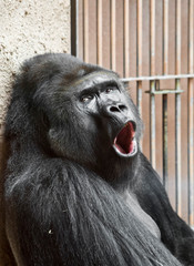 .gorilla is yawning