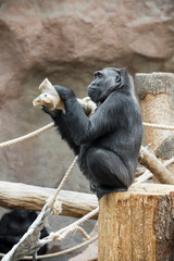 gorilla sits on a tree trunk