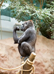 gorilla sits on a tree trunk