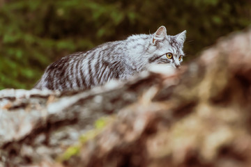 gray cat mackerel is walking in the woods
