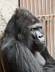 the male gorilla