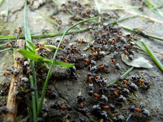 ants on a plant in the forest