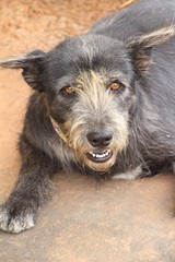 Fototapeta premium Black dog cute is staring on floor