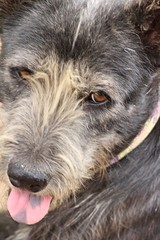 Fototapeta premium Black dog cute is staring on floor