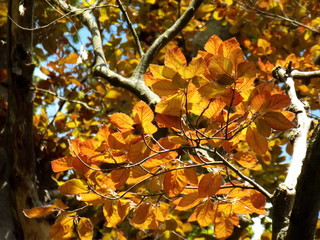maple leaves in autumn