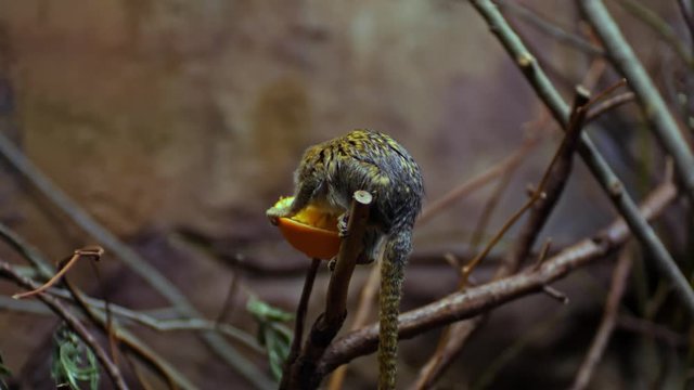 Pygmy marmosets, small species of New World monkey