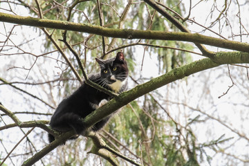 Cat sitting on tree branch. cat in trouble.