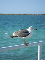 Gaviota en reposo 