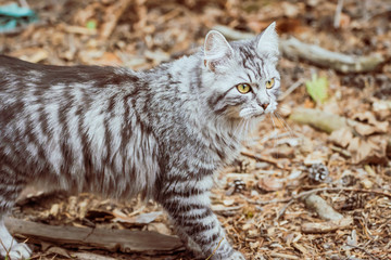 Obraz premium gray cat mackerel is walking in the woods