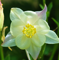 Fototapeta premium Beautiful and vibrantly colorful Flower Portraits and interesting and unusual gardens.