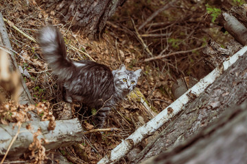 gray cat mackerel is walking in the woods