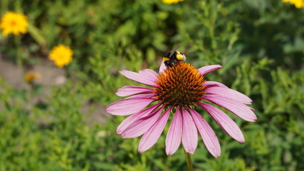 bee on flower