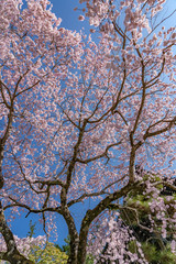 Cherry Blossoms in Spring